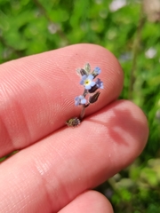Myosotis ramosissima