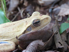 Boana raniceps