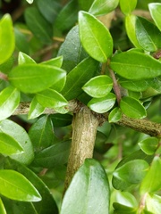 Lonicera ligustrina