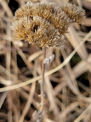 Achillea millefolium borealis