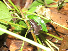 Physalaemus spiniger