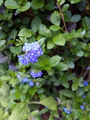 Pentaglottis sempervirens