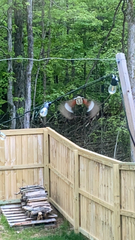 Pheucticus ludovicianus