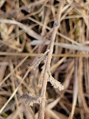 Achillea millefolium borealis