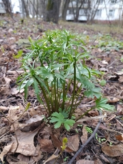 Ranunculus fallax
