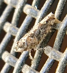Dixianus utahnus
