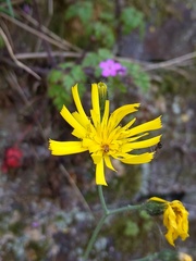 Hieracium maculatum