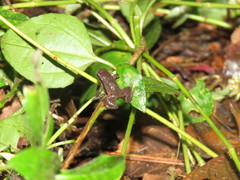 Physalaemus spiniger