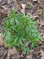 Ranunculus fallax