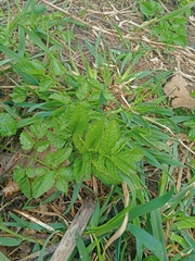 Chaerophyllum aromaticum