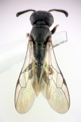 Trypoxylon clavicerum