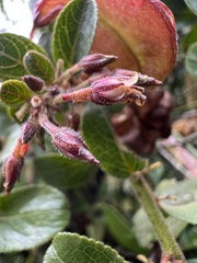 Anchietea frangulifolia