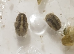 Sphaeroma quadridentatum