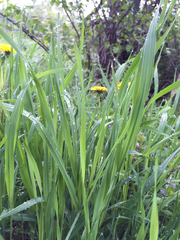 Poa pratensis pratensis