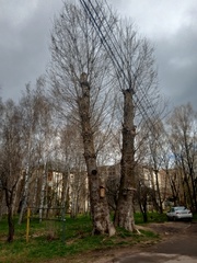Populus