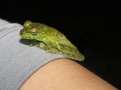 Itapotihyla langsdorffii