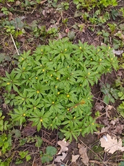 Anemonoides ranunculoides