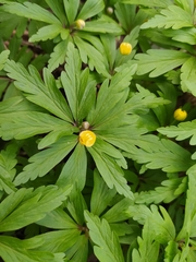 Anemonoides ranunculoides