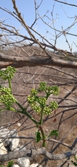 Cissus tiliacea