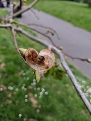 Tilia platyphyllos