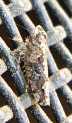 Dixianus utahnus