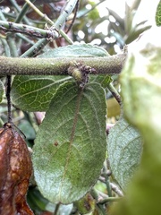 Anchietea frangulifolia