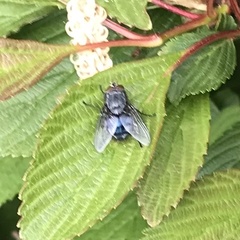 Calliphora