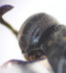 Trypoxylon clavicerum