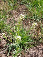 Thlaspi arvense