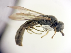 Trypoxylon clavicerum