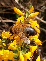 Andrena nigroaenea
