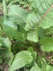 Rumex obtusifolius