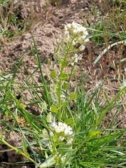 Thlaspi arvense