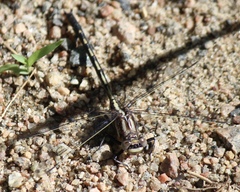 Phanogomphus exilis