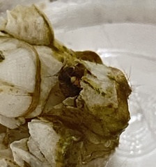 Sphaeroma quadridentatum