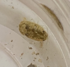 Sphaeroma quadridentatum