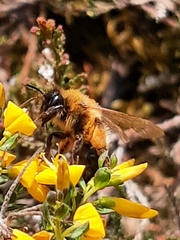 Andrena nigroaenea
