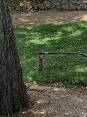 Sylvilagus audubonii