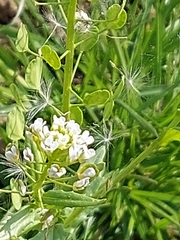 Thlaspi arvense