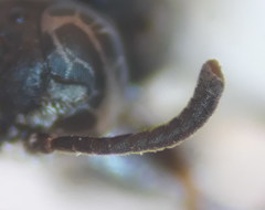 Trypoxylon clavicerum