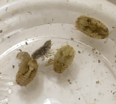Sphaeroma quadridentatum