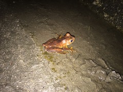 Bokermannohyla hylax