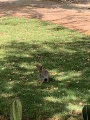 Sylvilagus audubonii