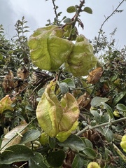 Anchietea frangulifolia