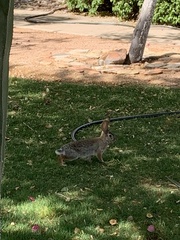 Sylvilagus audubonii