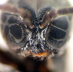 Trypoxylon clavicerum