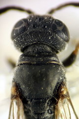 Trypoxylon clavicerum