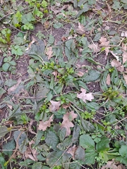 Ajuga reptans