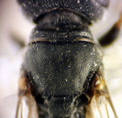 Trypoxylon clavicerum