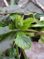 Ajuga reptans